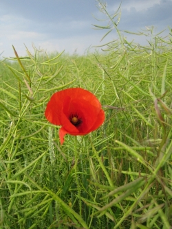 photo poppy in rapeseed field
