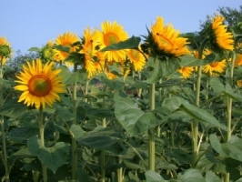 photo sunflowers