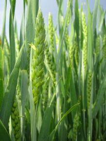 photo wheat